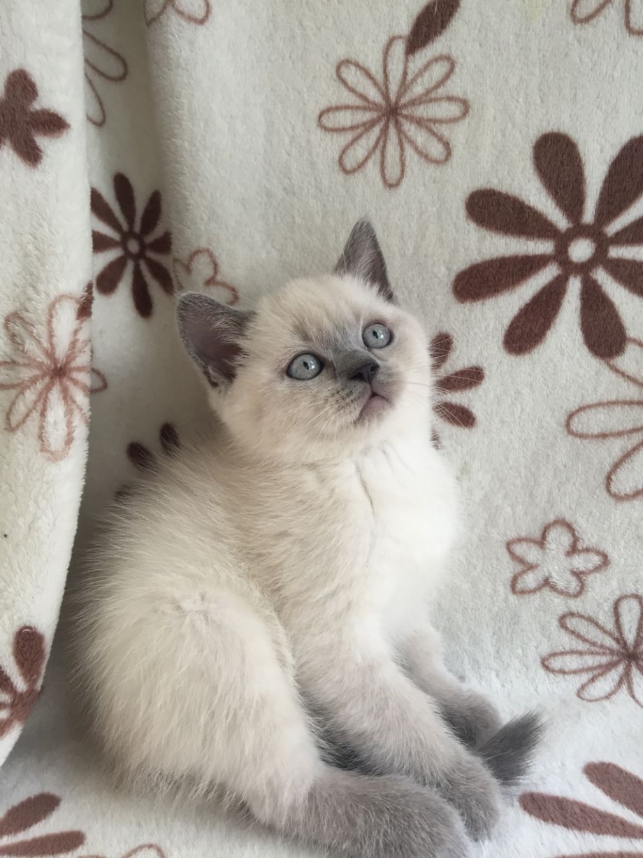 Шотландские котята Блю поинт