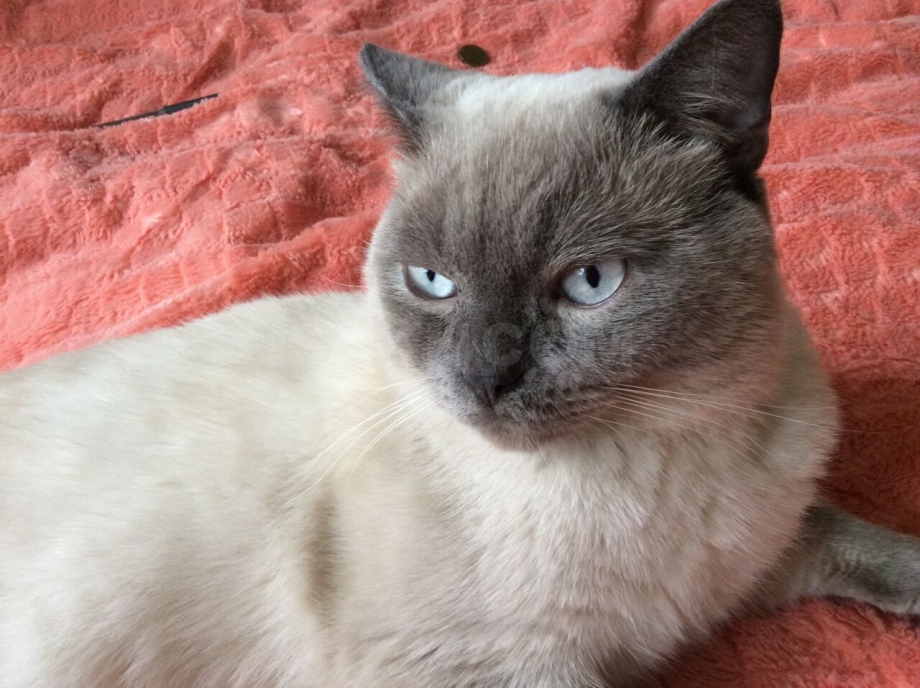 Шотландский скоттиш страйт Блю Пойнт