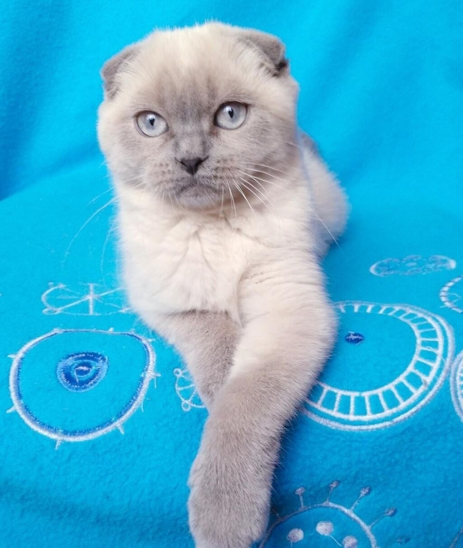 Шотландский поинт поинт Блю