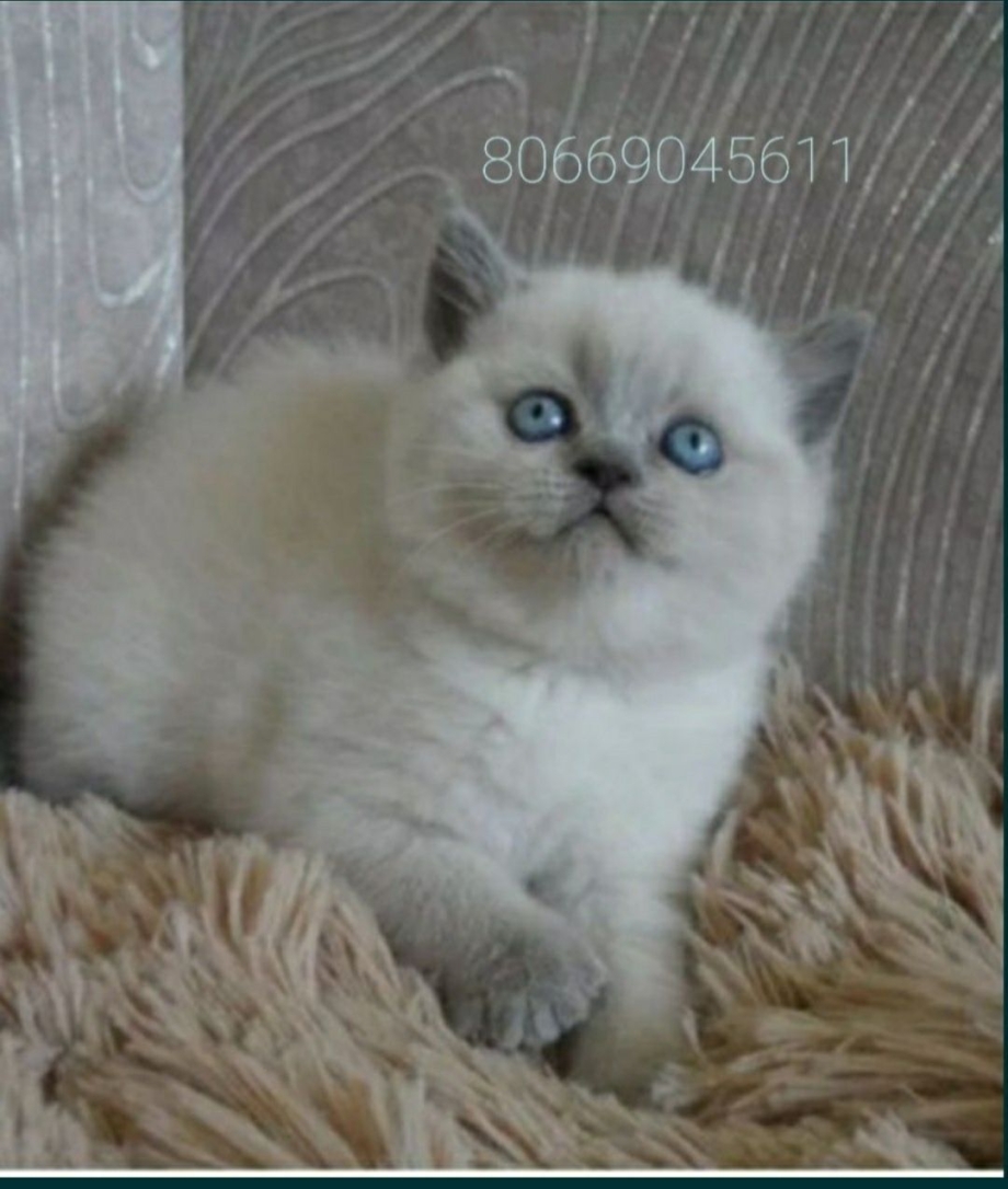 Шотландец Блю поинт прямоухий