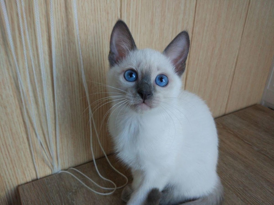Тайская кошка окрас Блю поинт