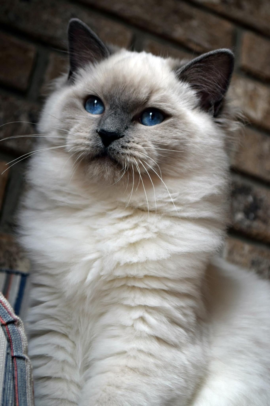 Кошка регдолл блюпойнт