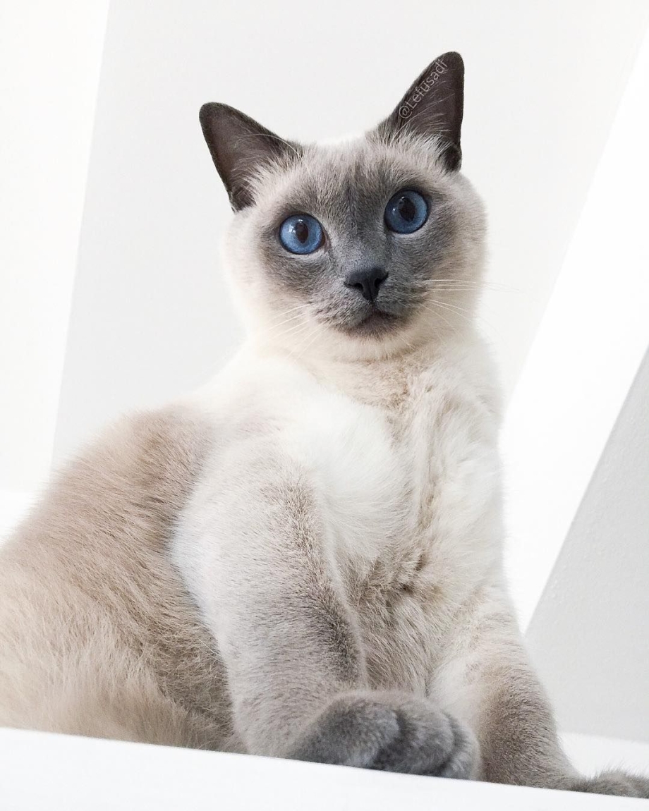 Блюпоинт тайская кошка