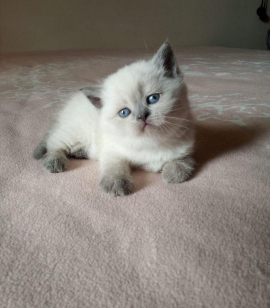 Блю Пойнт британец котята