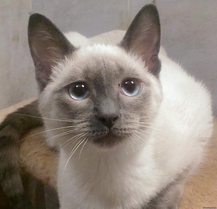 Тайский кот Блю Пойнт
