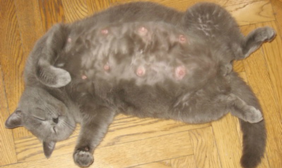 Миллиардный дерматит у кошки