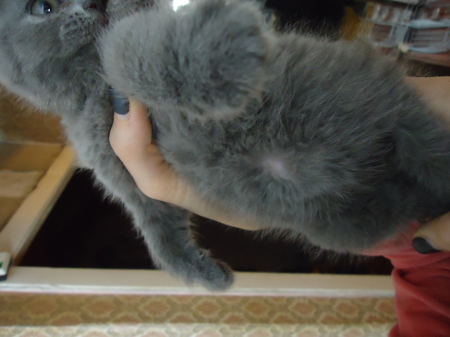 Аллергия у кота лысеет