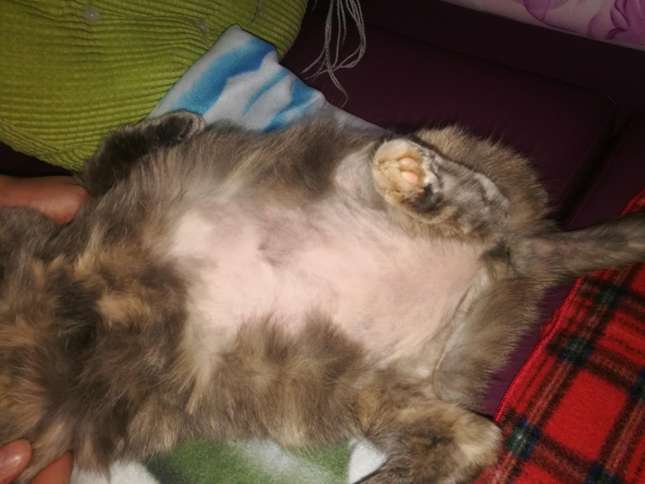 Соски беременной кошки