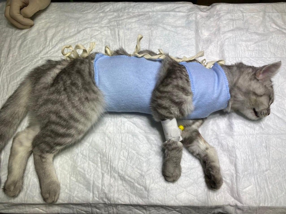 Вздутые животики у котят