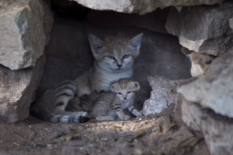 Бархатные коты