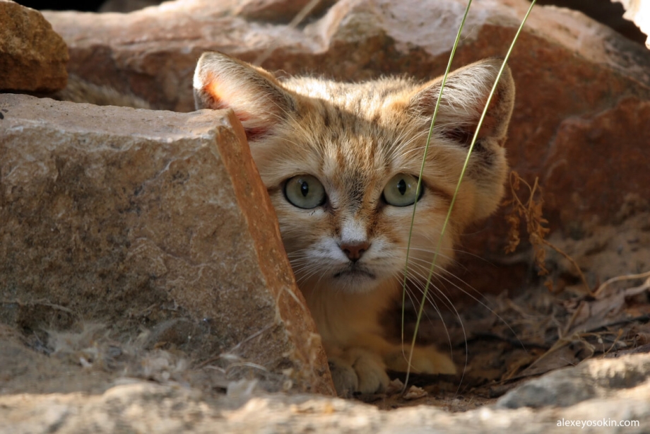 Барханная кошка (Песчаная кошка)