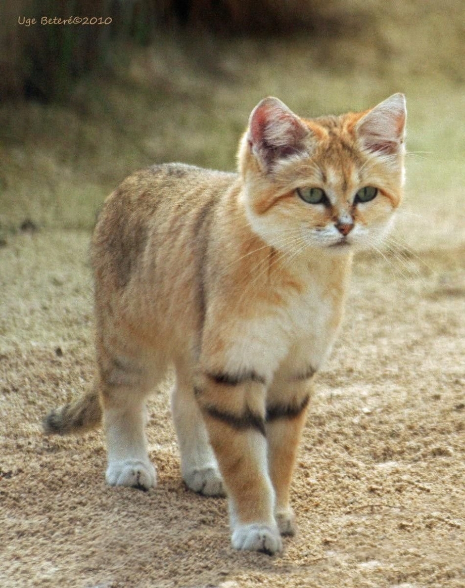 Котята бархатного кота