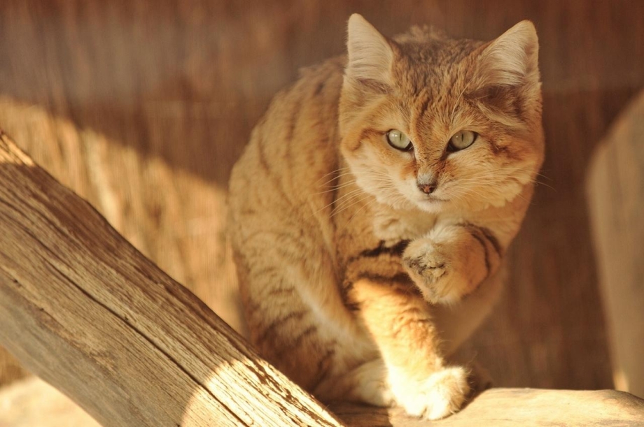 Дикий барханный кот