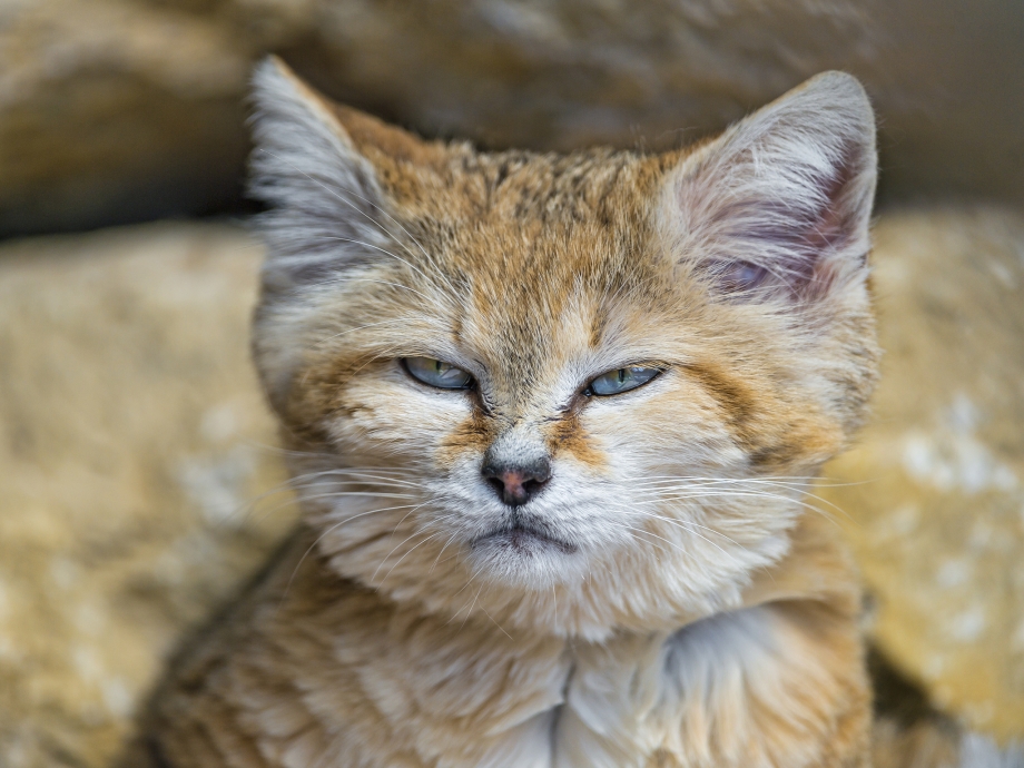 Барханный кот