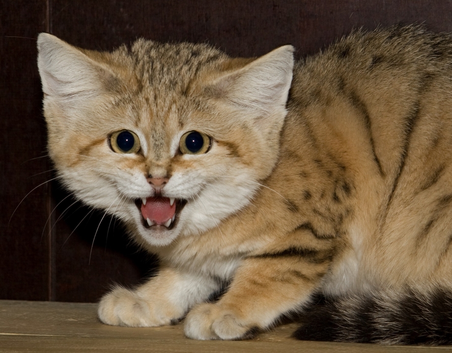 Барханный кот