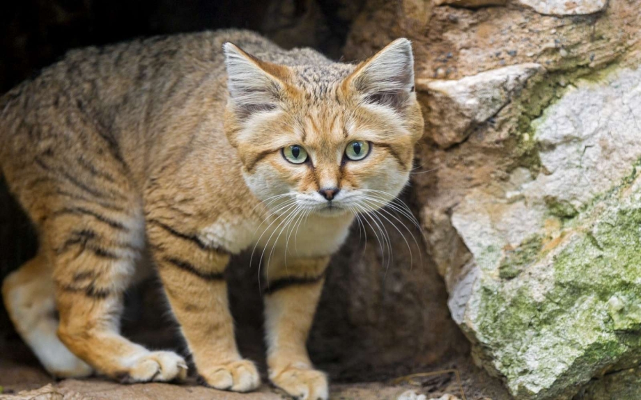 Песчаная барханная кошка
