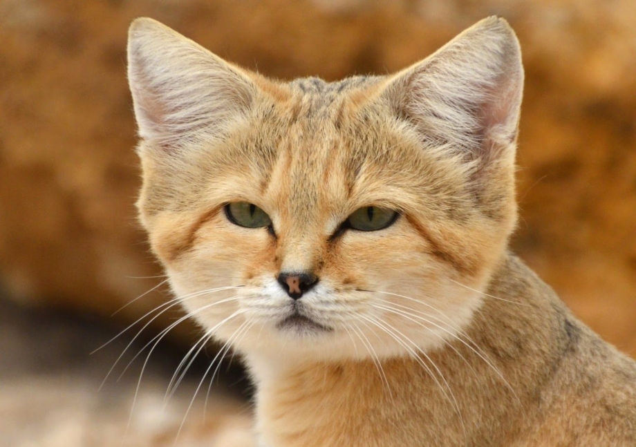 Барханный кот
