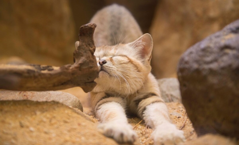 Felis Margarita