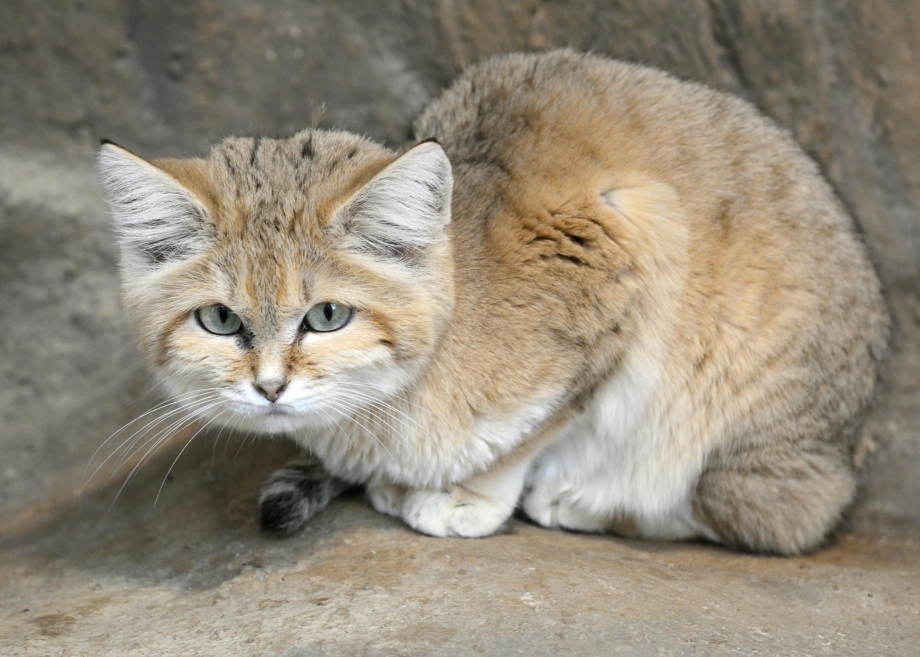 Дикая барханная кошка