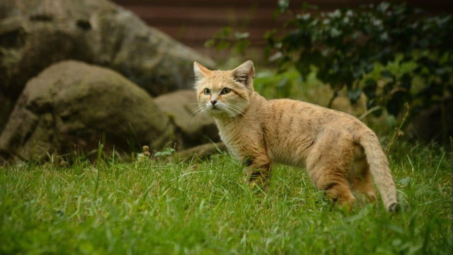 Барханная кошка котята
