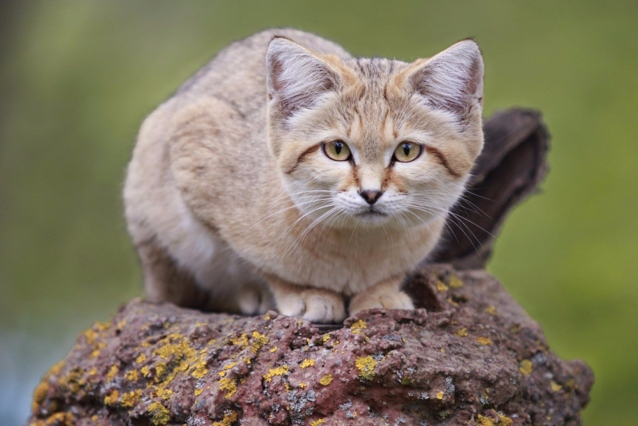 Барханный кот домашний