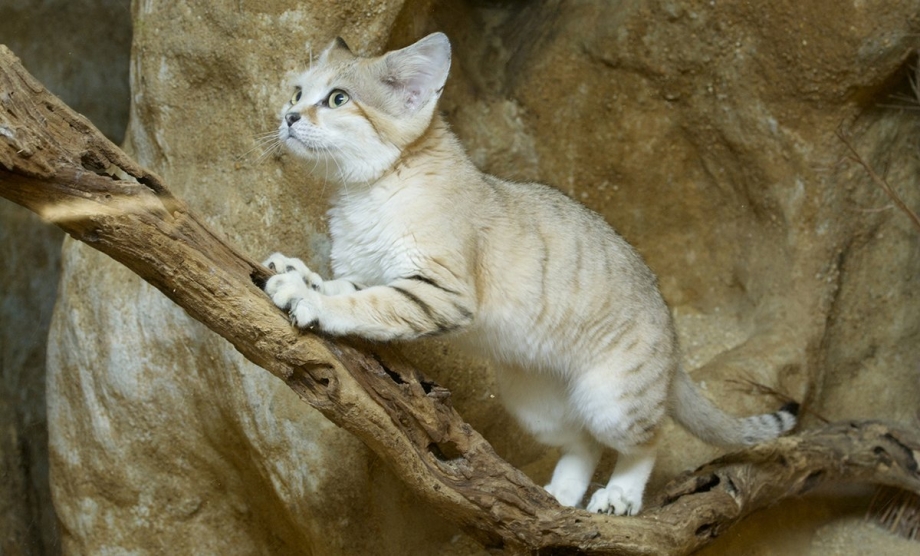 Кошка породы барханный кот