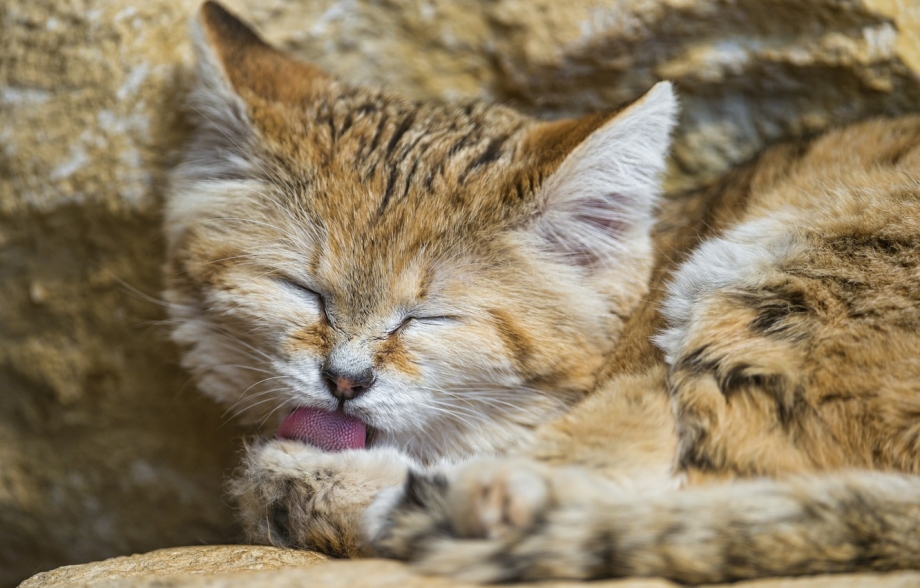 Песчаная барханная кошка