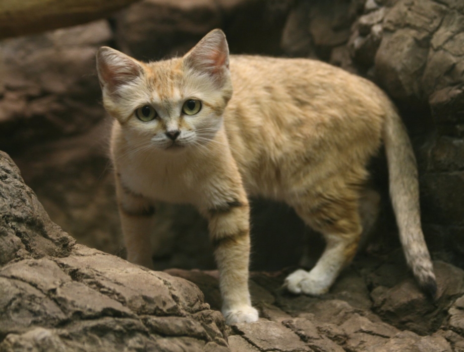 Барханная кошка (Песчаная кошка)