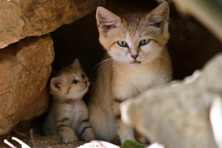 Кошка породы барханный кот