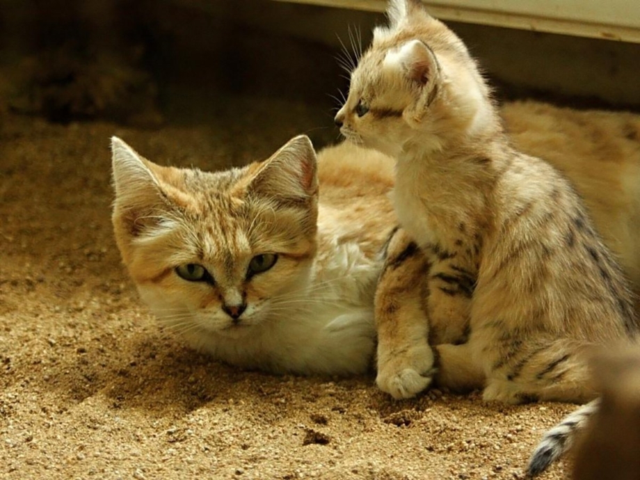 Барханного кота Felis Margarita