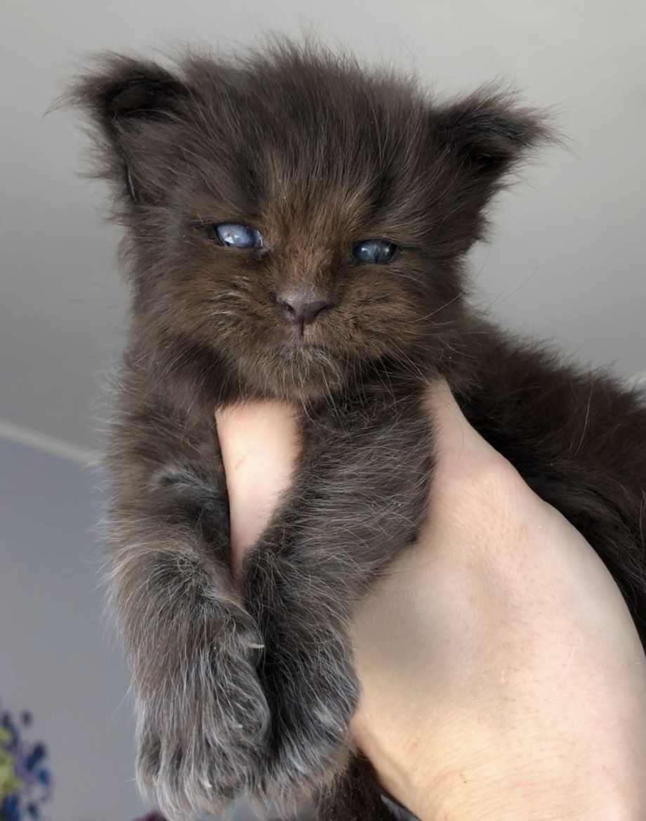 Новорождённый котёнок Мейн куна