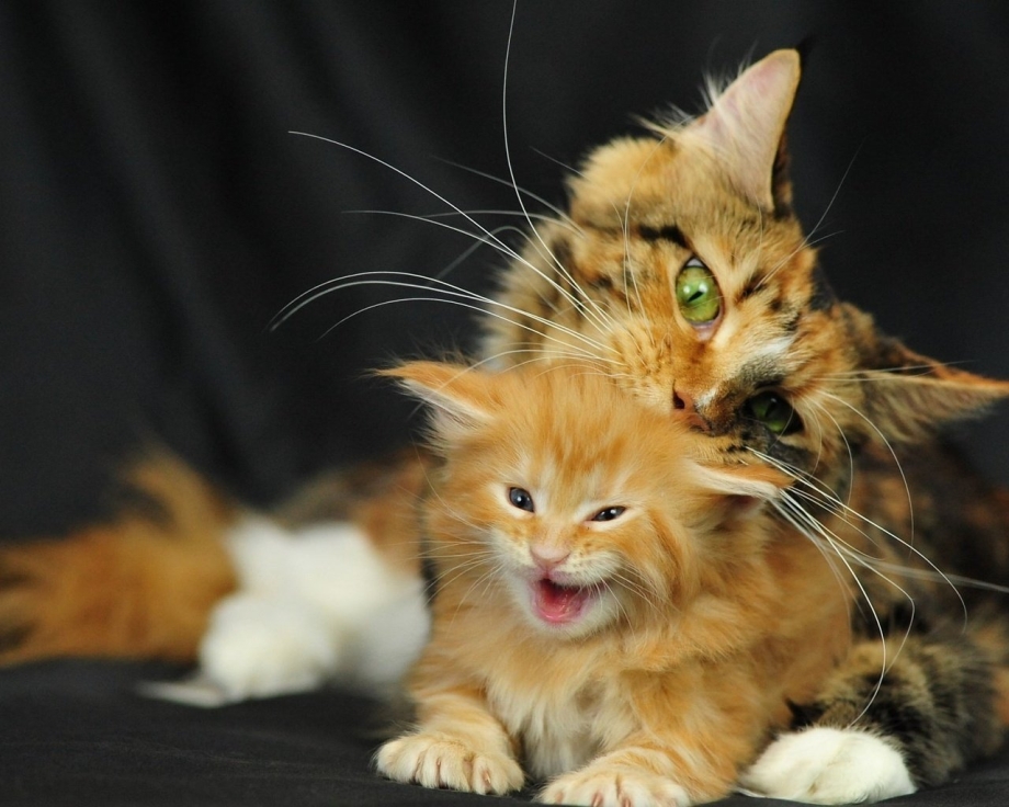 Новорождённые котята Мейн куна