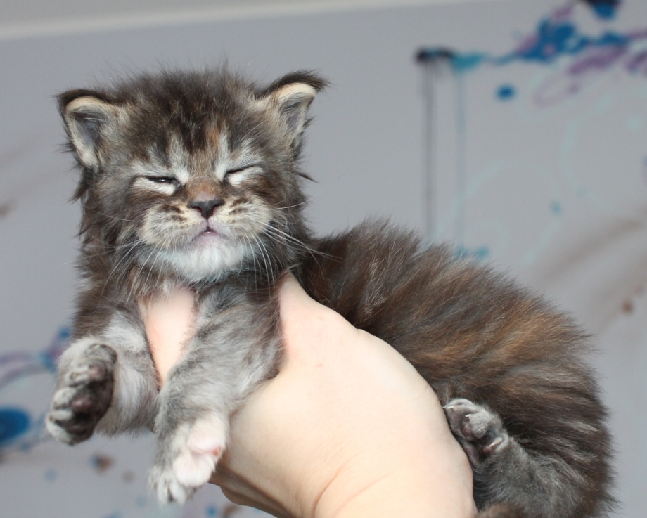 Новорождённые котята Мейн кун