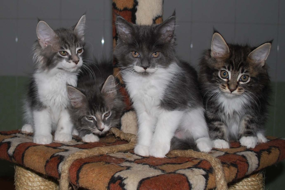 Кошка Мейн кун с котятами