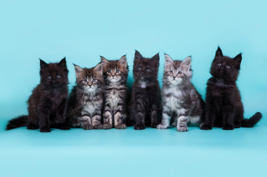 Новорождённые котята Мейн куна