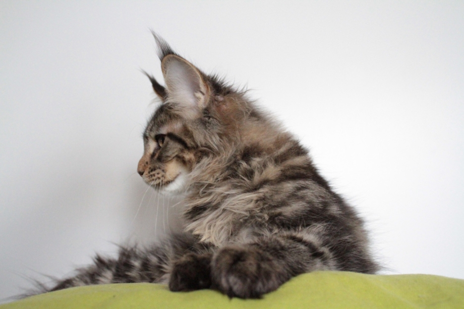 Coon Kitten слив