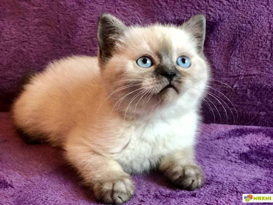 Кошка Британская ПОЛАРТ коинт