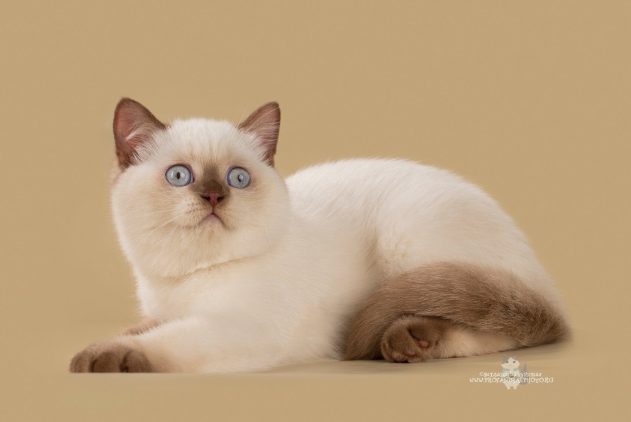 Шотландская кошка колор Пойнт