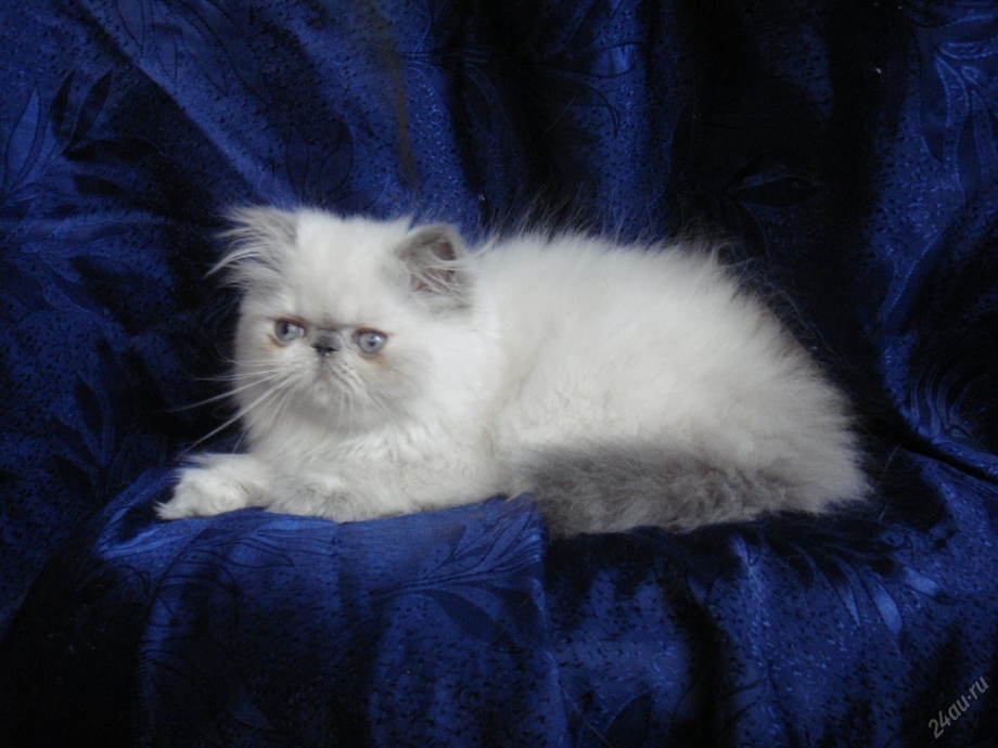 Кот поинт