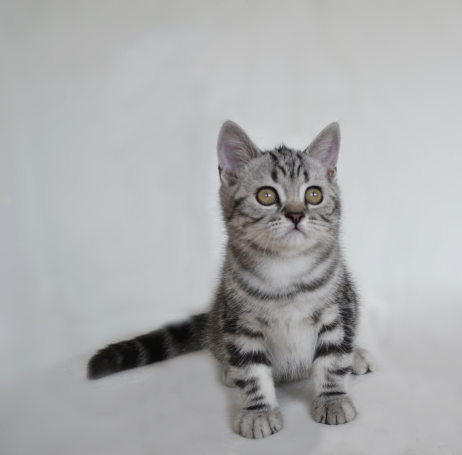 Шотландские котята Браун табби
