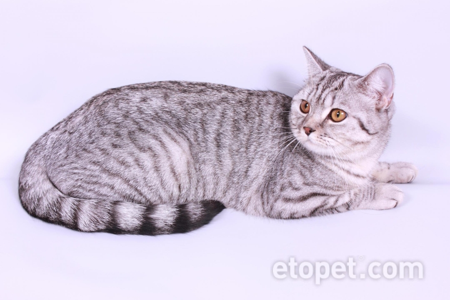 Скоттиш-страйт Шотландская прямоухая тигровый