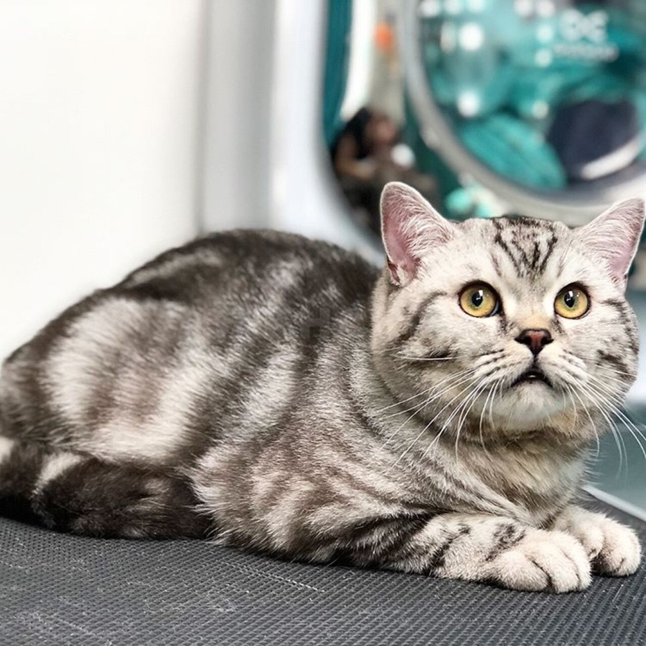 Шотландский скотчштрайд