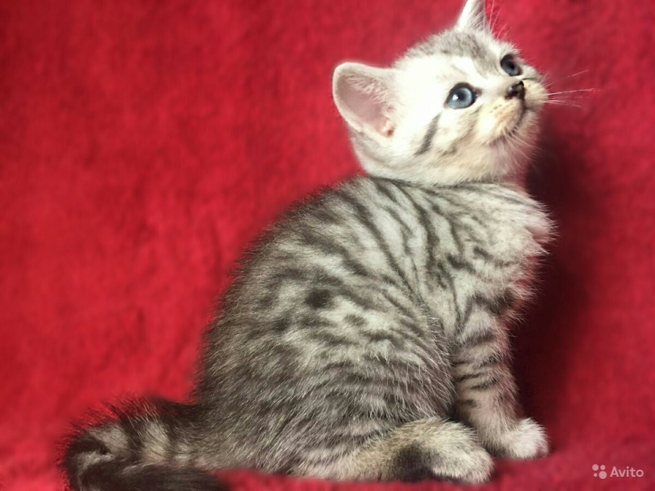 Британская короткошёрстная кошка черепаховая