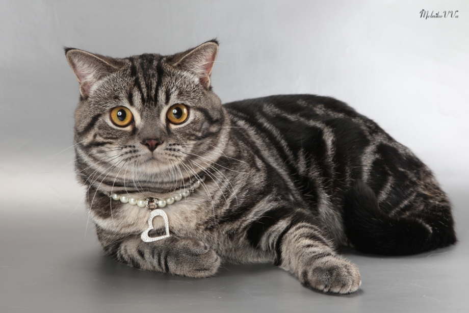 Шотландский страйт мраморный котенок
