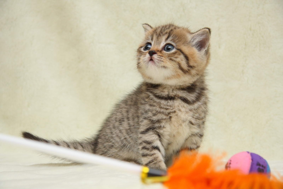 Шотландский скоттиш страйт мраморный