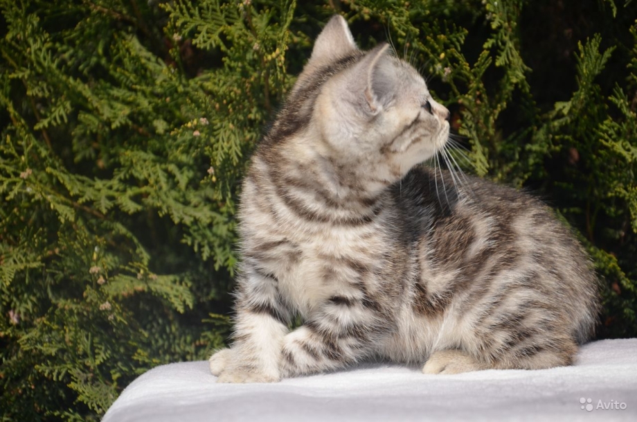Кошка скоттиш страйт черепаховая