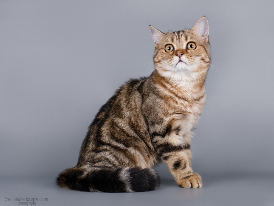 Кошка Шотландская прямоухая короткошерстная серая