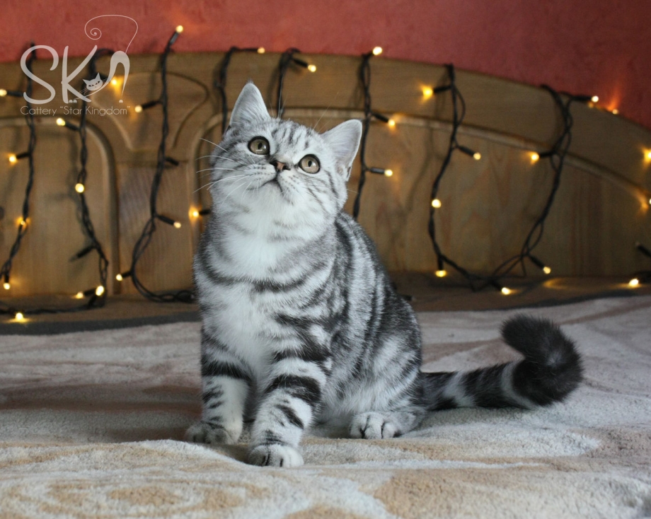 Лиловый табби шотландский страйт