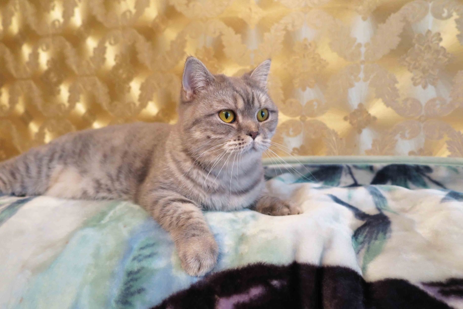 Скоттиш страйт полосатый