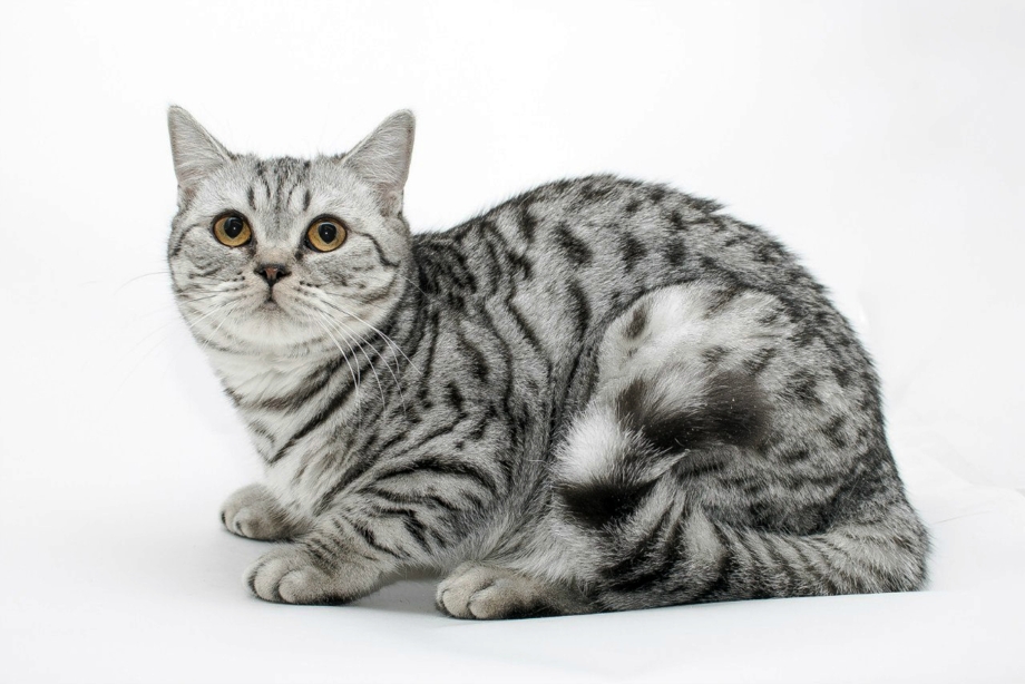 Шотландский скоттиш страйт